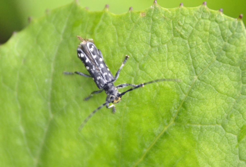 Saperda scalaris (scolorita) - Cerambycidae